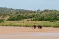 Two majestic elephants cross a shallow riverbed, surrounded by lush forests Royalty Free Stock Photo