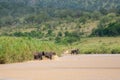 Two majestic elephants cross a shallow riverbed, surrounded by lush forests Royalty Free Stock Photo