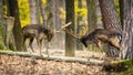 Majestic fallow deer stags fighting in forest in autumn.