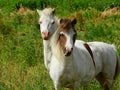 two white and brown horses are standing in a field of tall grass Royalty Free Stock Photo