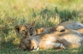 two lions are laying down in the grass together together on their back