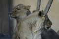 Majestic lions lounging on large rock formations side by side in a natural setting