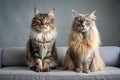 Two majestic longhaired cats sitting elegantly on a plush sofa. Generative AI Royalty Free Stock Photo