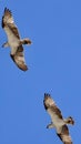 Two majestic ospreys soaring in the bright blue sky of Rockingham, Western Australia