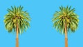 Two Majestic Palm Trees on a Bright Blue Background Royalty Free Stock Photo