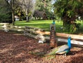 Two majestic peacocks in a public park