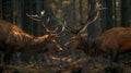 Two stag in the forest during a rut season, staring at camera