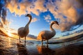 Two majestic swans standing in the tranquil ocean waters with a sunrise in the background