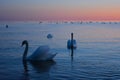 Two majestic swans swimming in clean peaceful water. One sweet looking right at you, the other showing its elegance