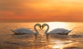 2 majestic white swans swim in the glassy waters of the Baltic Sea in front of a stunning orange sunset. The swans form a heart Royalty Free Stock Photo