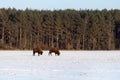 Two majestic wild bisons