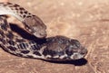 Malagasy Cat-eyed Snake, madagascar wildlife