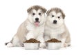 Two malamute puppies Royalty Free Stock Photo
