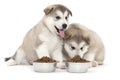 Two malamute puppies Royalty Free Stock Photo