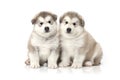 Two malamute puppies Royalty Free Stock Photo