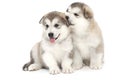 Two malamute puppies Royalty Free Stock Photo