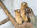 Two malay fish owls sit on a branch on a white background, copy space, KL Bird Park, Kuala Lumpur, Malaysia