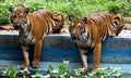 Two Malayan tigers at zoo Malaysia