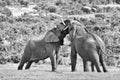 Two male African elephants fighting, South Africa. Monochrome Royalty Free Stock Photo