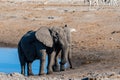 Two Male Elephants Fighting each other Royalty Free Stock Photo