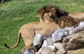 Two male African Lions (Panthera Leo) at Sydney Zoo