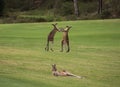 Two male Australian kangaroos fighting in grass field with female kangaroo resting in foreground
