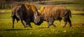 two male bison fighting head-to-head in the Canadian prairie