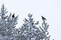 Two male Black grouses, Lyrurus tetrix feeding on Pine needles during a harsh and cold winter day in taiga forest near Kuusamo Royalty Free Stock Photo