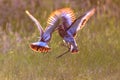 Two male Black-tailed Godwit wader birds fighting in early morning light Royalty Free Stock Photo