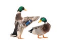 Two male brown ducks isolated