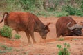 Two male buffaloes covered in red mud soil fighting in the wild at Tsavo East National Park in Kenya Royalty Free Stock Photo