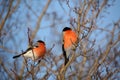 Two male Bullfinch on a branch feeding on buds in winter