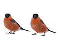 Two male bullfinch on a white