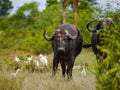 Two male Cape buffalo approaching in Kruger Nationalpark