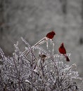 Two male cardinals resting on an ice covered barberry bush