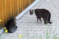 Two male cats arguing. Cattle fight among tomcats Royalty Free Stock Photo