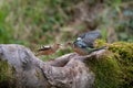 Two Male Chaffinches Fighting On a Branch Royalty Free Stock Photo