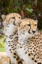 Two Male Cheetahs Royalty Free Stock Photo