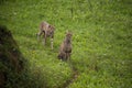 Two male cheetahs observing future prey Royalty Free Stock Photo