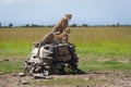Two male cheetahs scan savannah on marker Royalty Free Stock Photo