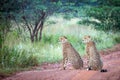 Two male cheetahs