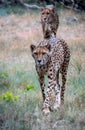 Two cheetahs walking in grass toward camera