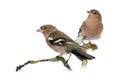 Two Male Common Chaffinchs Royalty Free Stock Photo