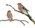 Two Male Common Chaffinchs - Fringilla coelebs Royalty Free Stock Photo