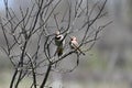 Two male Common Flicker birds