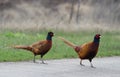 Common pheasants Phasianus colchicus on the road