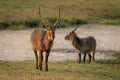 Two male common waterbucks stand on riverbank