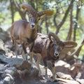 Two male Cyprus mouflons wild sheep in Troodos mountains, Cyprus