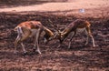 Two male dears are fighting for female dear Royalty Free Stock Photo