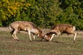 Two male deer fighting